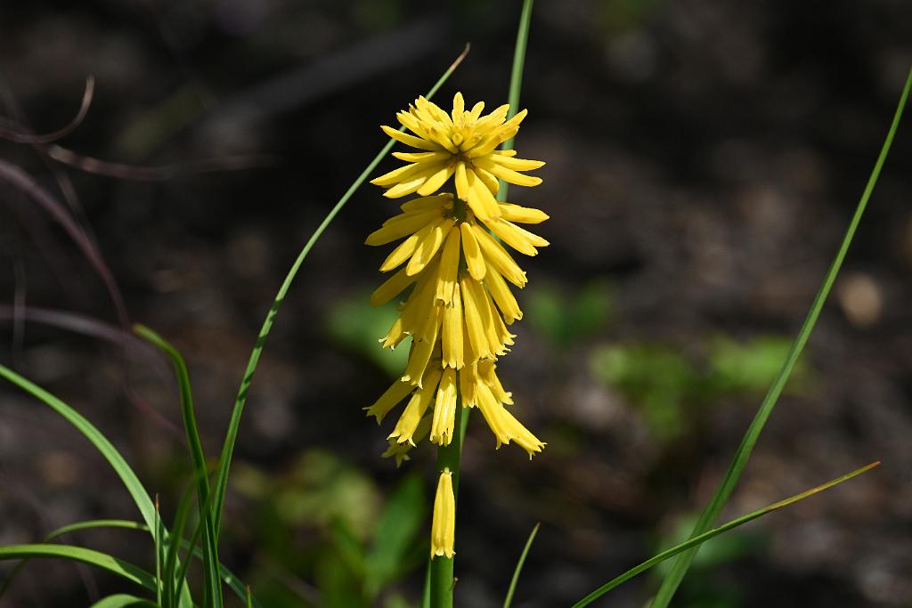 2025-08150097 Tower Hill Botanic Garden, MA.JPG - Lemon Popsicle Red Hot Poker (Kniphofia 'Lemon Popsicle'). New England Botanic Garden at Tower Hill, MA, 8-15-2025